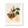 tavla vintage pear